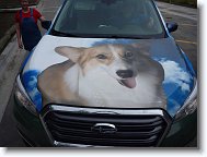 20220806_Jedly_02 * Fancy hood on Animal's VetMobile. * 4320 x 3240 * (5.17MB)