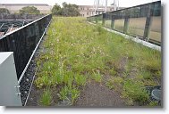 20250809_110517 * This is a better image of the prairie atop the building. * 4496 x 3000 * (8.56MB)